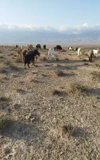 نیازمند چوپان