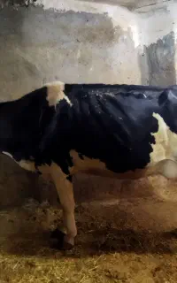 دو راس گاو و گوساله ماده