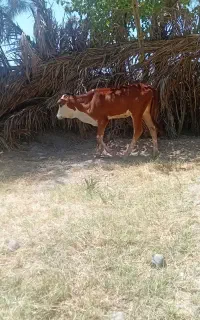 گستر جرسی خوب ۵ماهه