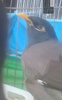 گمشده