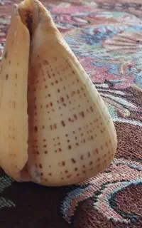 صدف زیبا