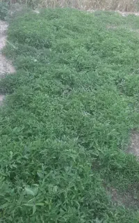 نهال گوجه