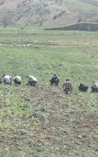 سرکارگر کشاورزی