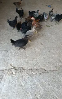 جوجه خروس محلی
