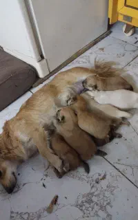 سگ گمشده