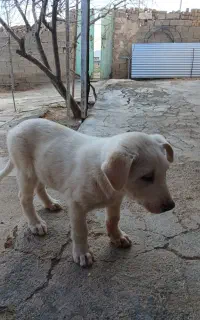 توله سگ