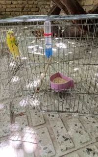 مرغ عشق