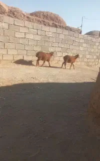 گوسفند بره ریز