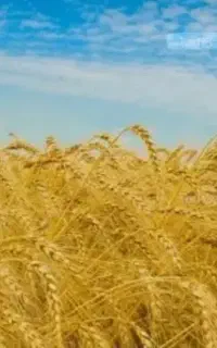 گندم بوجاری شده دیم