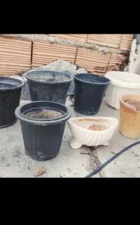 گلدان و گل