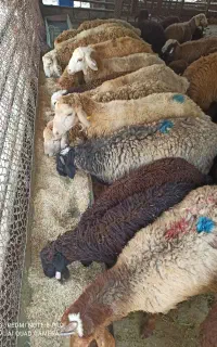خاکستری زنده ابلق شاخی