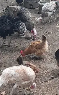 بوقلمون نرو ماده