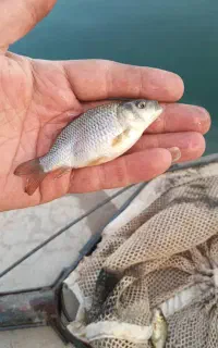 بچه ماهی کپور طلایی