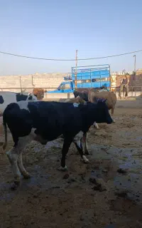۱۸راس تلیسه درجه یک