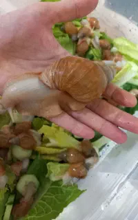 حلزون درمانی