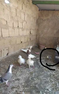 کفترجفتگاهی