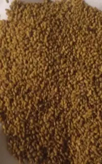فروش بذر یونجه بمی