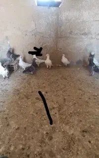 المانی به شرط