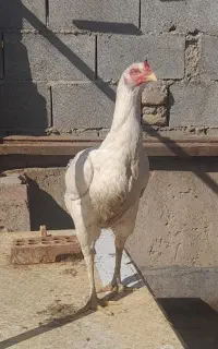 مرغ لاری