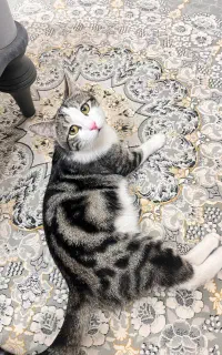 گربه گمشده