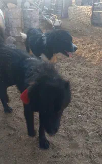 سگ نر