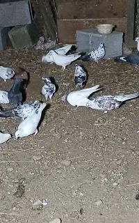 ۲۵ عدد کبوتر