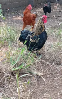 خروس