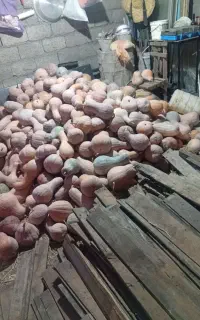 کدو