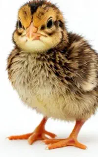 جوجه بلدرچین
