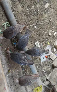 جوجه بوقلمون برنز