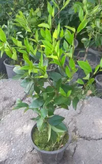 یاس هلندی سطل 3 و نیم