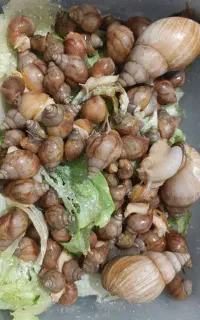 حلزون پرورشی