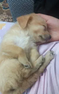 پامر شیتزو ۳ ماهه