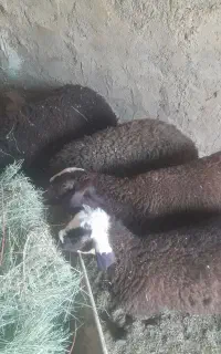بره  نره چاق