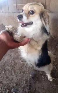 پامرین
