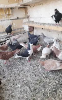 مقلف ساز