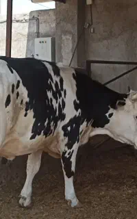 تلیسه آبستن سنگین