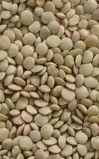عدس زود پز
