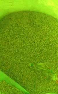 10تا گونی جو فروش کیلو 50دیم کسی خواست در خدمتم