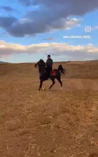 فروش نریان درشوری سردم گیر میدان دار
