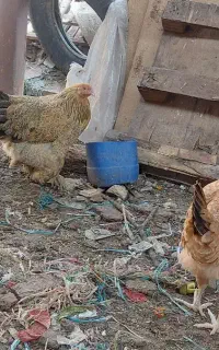 تعداد مرغ وخروس وجوجه ۳ ماهه
