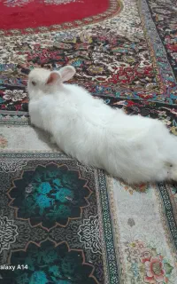 خرگوش