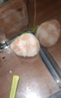 همستر نژاد سوری قشنگ و دستی کامل