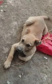 سگ گوم شده