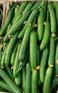 خیار مجلسی گلخانه (رقم ناگین) درجه ۱