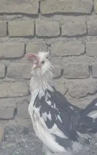خروس گلین