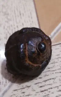شهاب هبهاب تک طبیعی