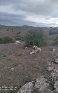 سگ گله