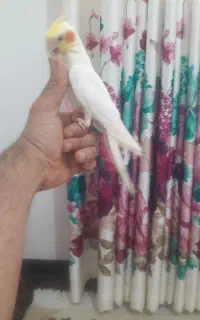 عروس هلندی