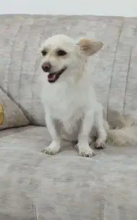 سگ پامر